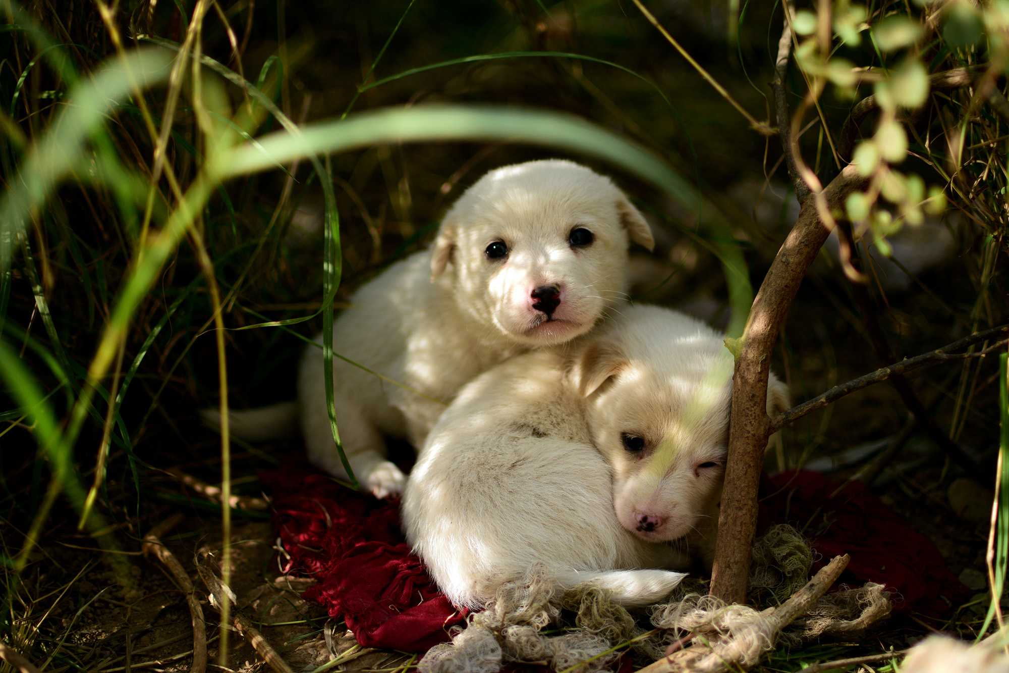 two cutie puppies