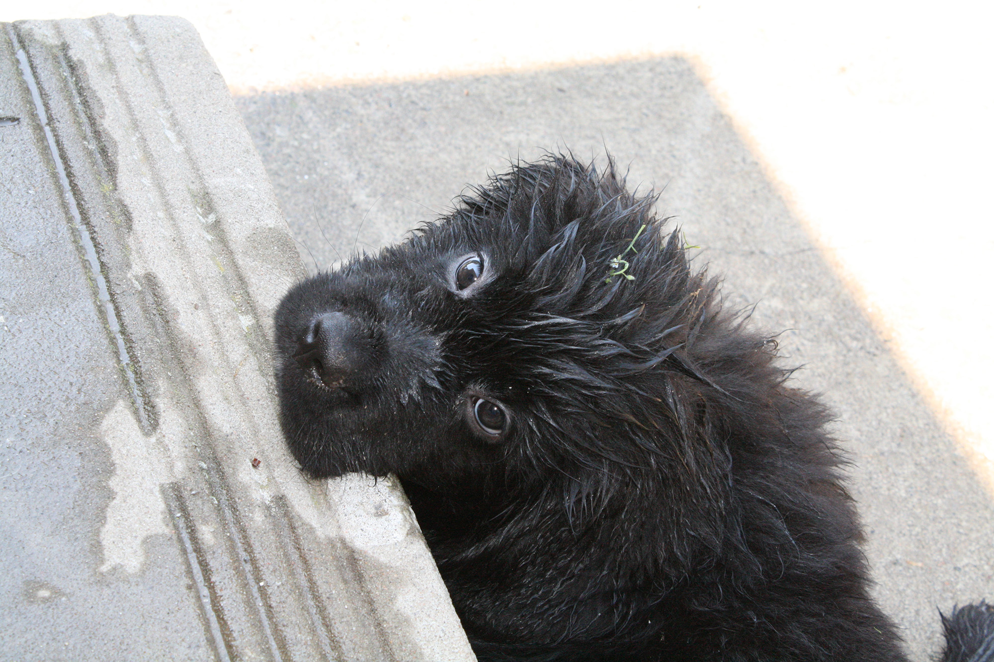 Puppy looking Sad