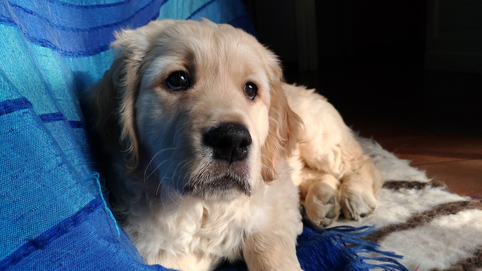 With soulful eyes and a soft expression